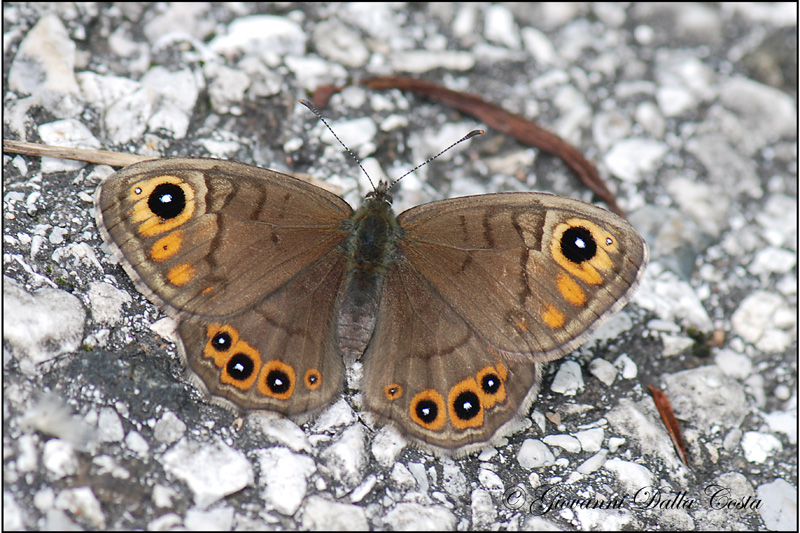 Lasiommata petropolitana